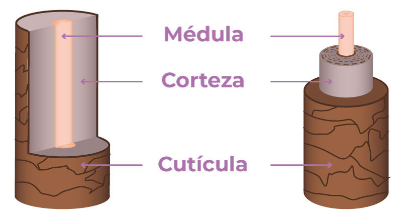 Médula capilar